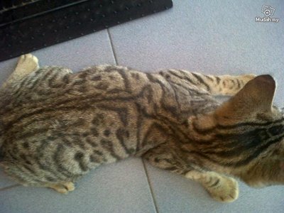 Bengal - Bengal Cat