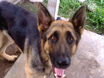 Tiger - German Shepherd Dog Dog