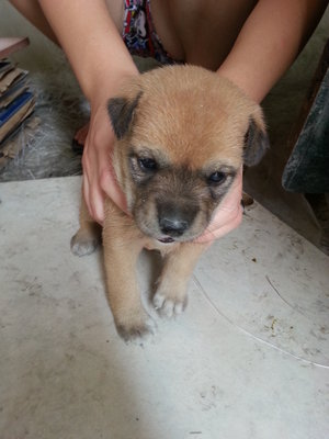 5 Lilttle Cute Puppies - Mixed Breed Dog