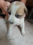 5 Lilttle Cute Puppies - Mixed Breed Dog