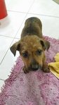 Coco Puppy - Mixed Breed Dog