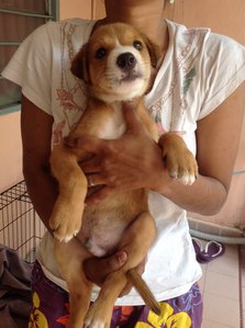 Puppies With Dead Mother  - Mixed Breed Dog