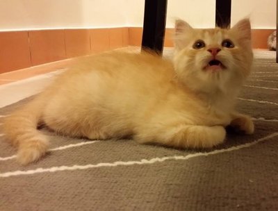 Peach - Persian + Ragamuffin Cat