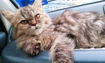 Fluffy - Persian Cat