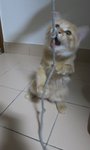 teasing Amber with string(back legs very good balancing)