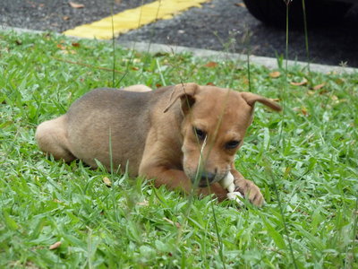 Ginger - Rhodesian Ridgeback Mix Dog