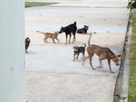 Ginger's mother is the front dog with the golden-grey coat.