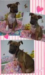 ♡ April ♡ ( Video-toilet Trained ) - Boxer Mix Dog