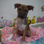 ♡ April ♡ ( Video-toilet Trained ) - Boxer Mix Dog