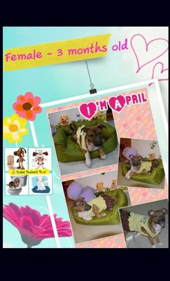 ♡ April ♡ ( Video-toilet Trained ) - Boxer Mix Dog