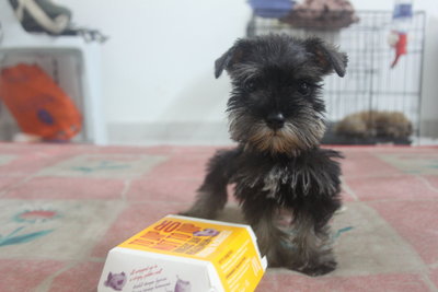 Quality Taiwan Line Tiny Schnauzer  - Schnauzer Dog