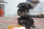 Quality Taiwan Line Tiny Schnauzer  - Schnauzer Dog