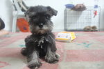 Quality Taiwan Line Tiny Schnauzer  - Schnauzer Dog