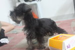 Quality Taiwan Line Tiny Schnauzer  - Schnauzer Dog