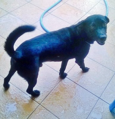 Blacky - Mixed Breed Dog