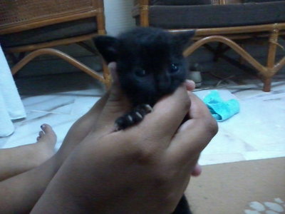 Blacky - Domestic Short Hair Cat