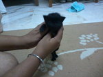 Blacky - Domestic Short Hair Cat