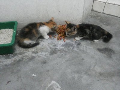 Unnamed Kitten And Mum - Domestic Short Hair Cat