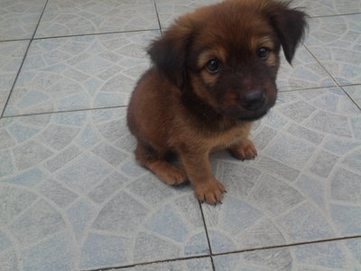 Fluffy - Mixed Breed Dog