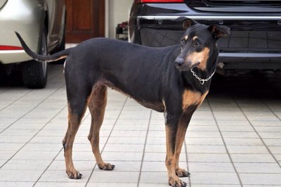 Jewel - Doberman Pinscher Mix Dog