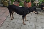 Jewel - Doberman Pinscher Mix Dog