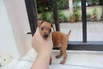 T-cup Pinscher Puppy - Miniature Pinscher Dog