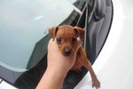 T-cup Pinscher Puppy - Miniature Pinscher Dog