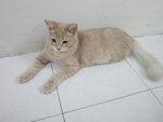 Putih - Tabby Cat