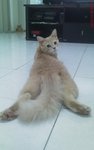 Putih - Tabby Cat