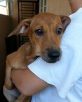 Eger Adopted - Mixed Breed Dog