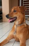 Eger Adopted - Mixed Breed Dog