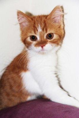 Persian Orange White Babe - Persian Cat