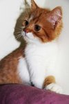 Persian Orange White Babe - Persian Cat