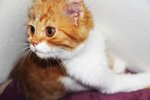 Persian Orange White Babe - Persian Cat