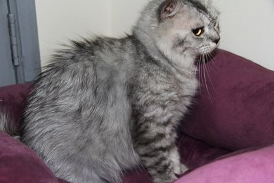 Persian Long Hair - Persian Cat