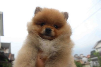 Quality Orange Pomeranian Puppy Mka - Pomeranian Dog