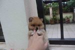 Quality Orange Pomeranian Puppy Mka - Pomeranian Dog