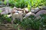 Hailey - Mixed Breed Dog