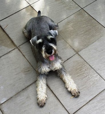 Coby - Schnauzer Dog