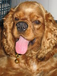 Bebe - Cocker Spaniel Dog