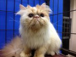 Jacquelina Of Cherry Berry - Persian Cat