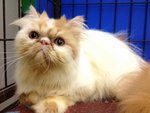 Jacquelina Of Cherry Berry - Persian Cat