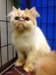 Jacquelina Of Cherry Berry - Persian Cat