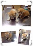 2 Beauty &amp; Handsome Kitten - Domestic Short Hair Cat