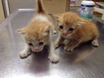 2 Beauty &amp; Handsome Kitten - Domestic Short Hair Cat