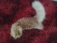 Dody Alfat - Persian Cat