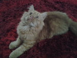 Dody Alfat - Persian Cat