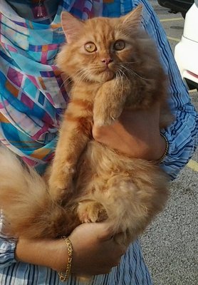 Dody Alfat - Persian Cat