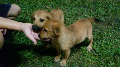 Doggie 1 &amp; 2 - Mixed Breed Dog