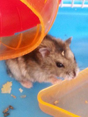 PF56462 - Migratory Hamster Hamster